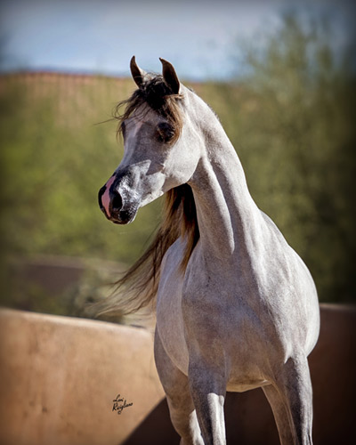 Al Adeed Al Shaqab ( Ansata Halim Shah x Sundar Alisayyah )